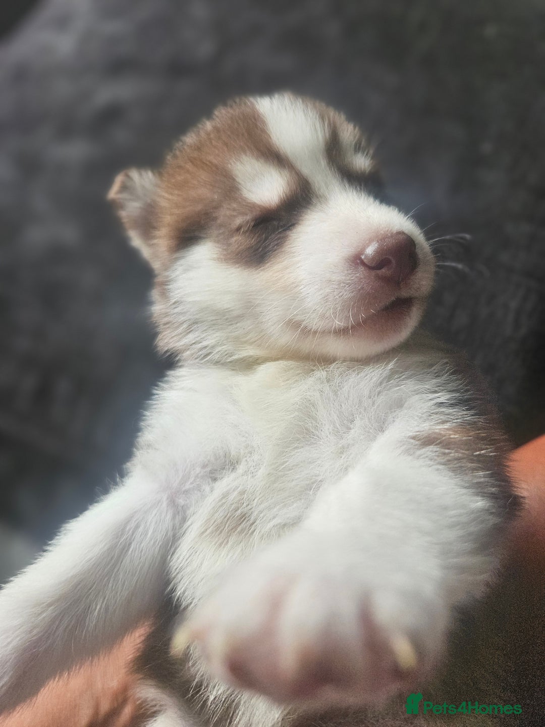 Siberian Husky dogs for sale: Gorgeous Litter of Husky Puppies - Image 35