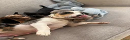 Jack Russell dogs for sale: Miniature Jack Russell in Gretna - Advert 9
