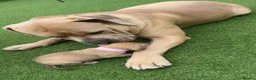 American Bully dogs for sale: Beautiful American bully’s 🐶  - Advert 13
