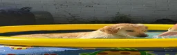 Golden Retriever dogs for sale: Sell my Beautiful bella in Liverpool - Advert 2