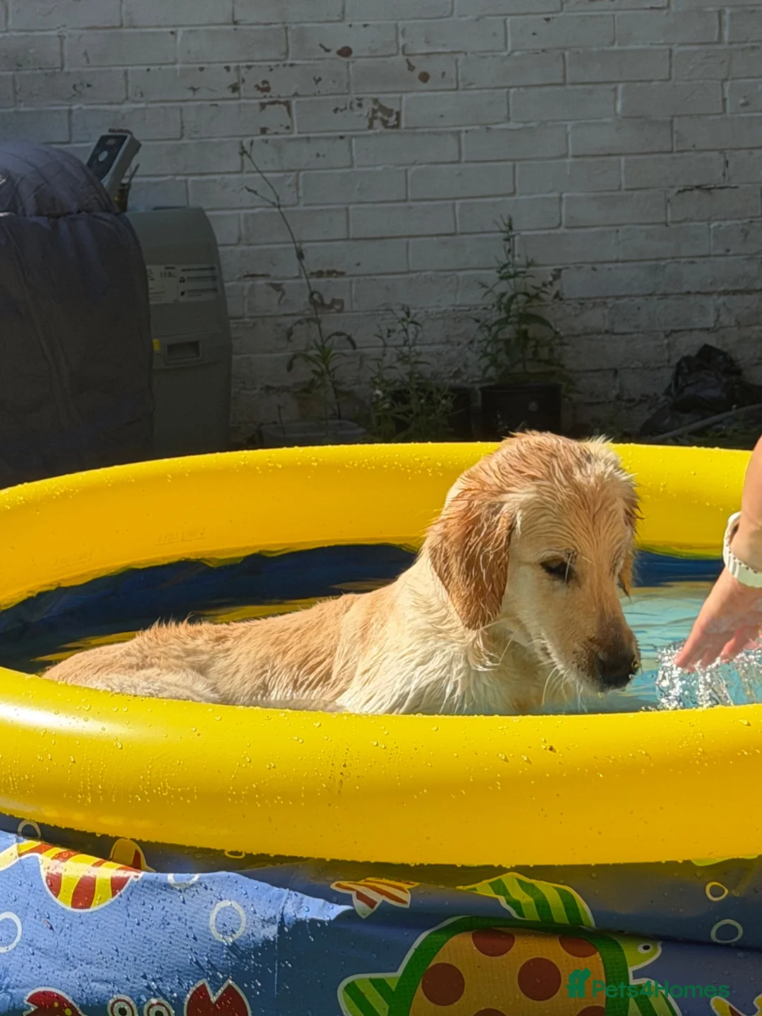 Golden Retriever dogs for sale: Sell my Beautiful bella in Liverpool - Advert 2