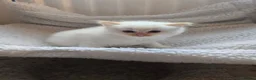 Ragdoll cats for sale: Flame point ragdoll - Advert 2