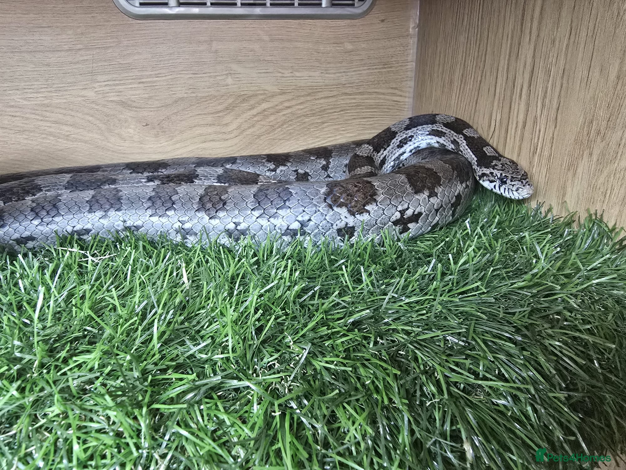 Corn Snake reptiles Corn Snake + Full Setup - Advert 2