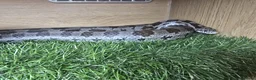 Corn Snake reptiles for sale: Corn Snake + Full Setup - Advert 3