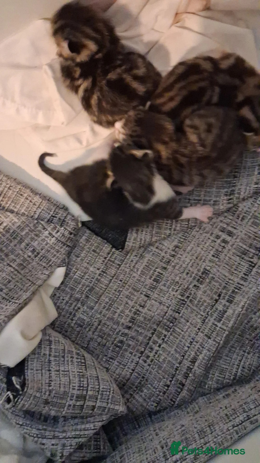 Mixed Breed cats for sale: Kittens for sale  - Advert 2