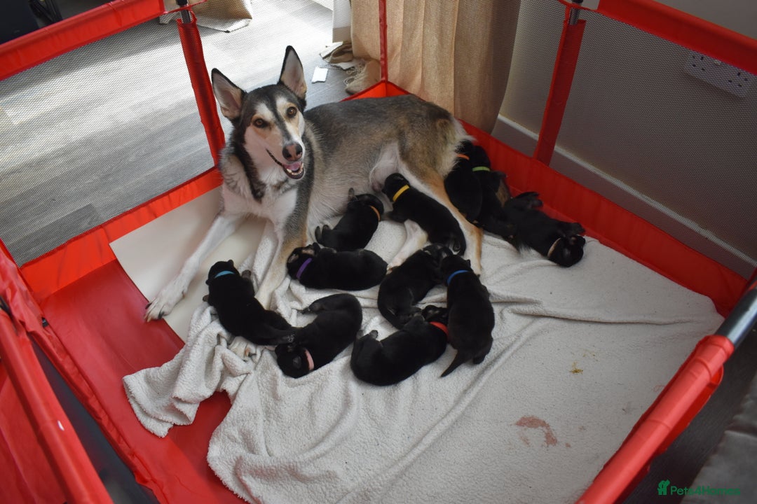 Shepsky dogs for sale: German shepherd x husky puppies - Image 40