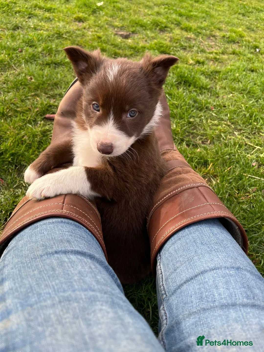 Border Collie dogs for sale: Border collie puppy’s  - Advert 1