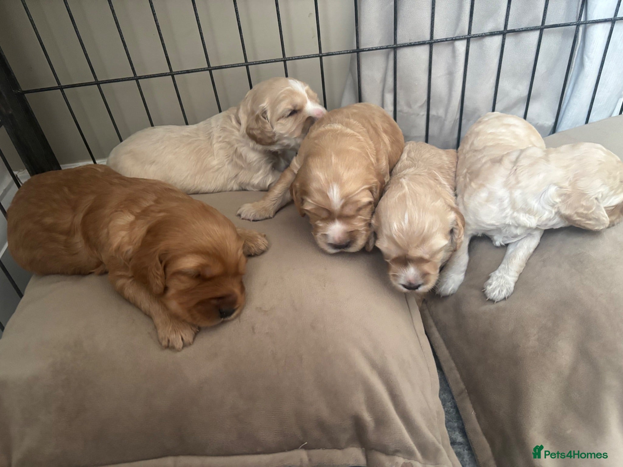 Cockapoo dogs Cockapoo Puppies  - Advert 9