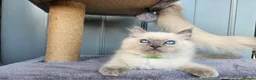 Ragdoll cats for sale: Adorable Kittens Looking for Their Forever Homes🐾 in Macclesfield - Advert 13