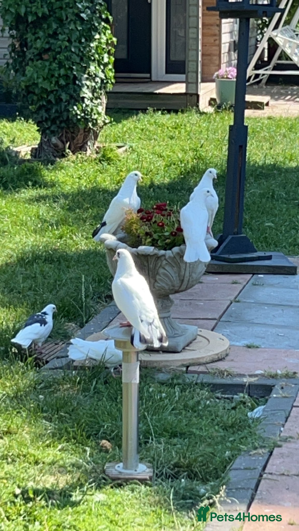 Doves birds White Doves - Advert 11