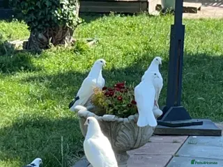 Doves birds White Doves - Advert 11