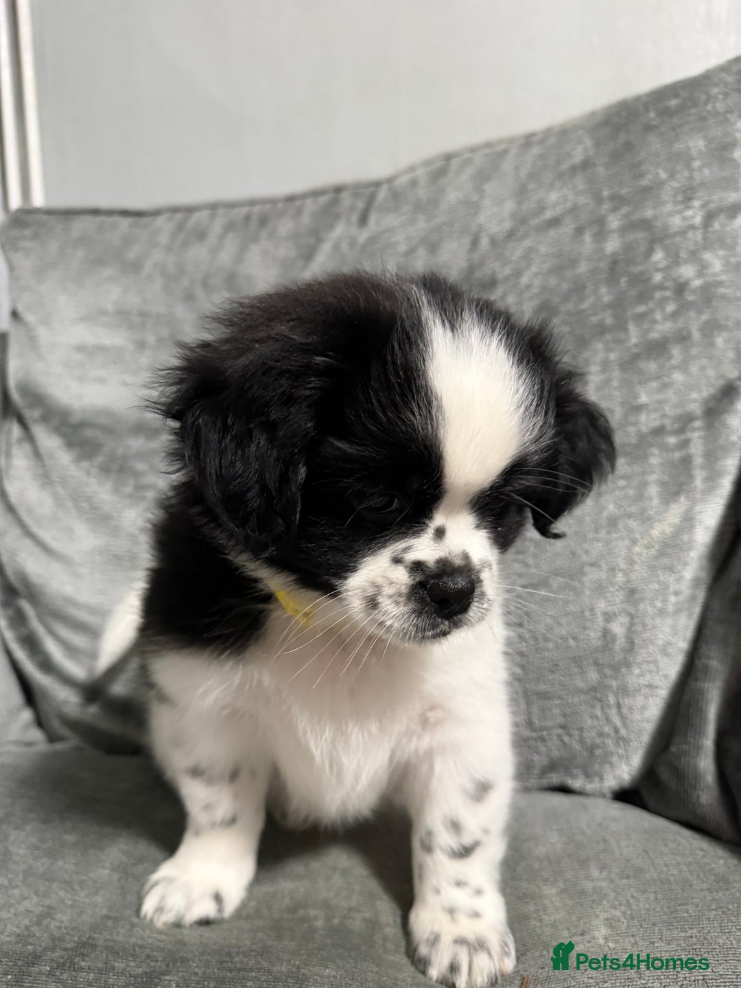 Mixed Breed dogs for sale: 2 Shihtzu cross Pomerania puppies  - Advert 11