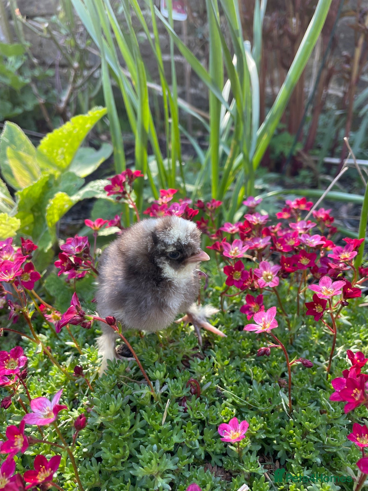 Chickens poultry 🩶🐣DAY OLD SILKIE CHICKS 🐣 🩶 - Advert 2