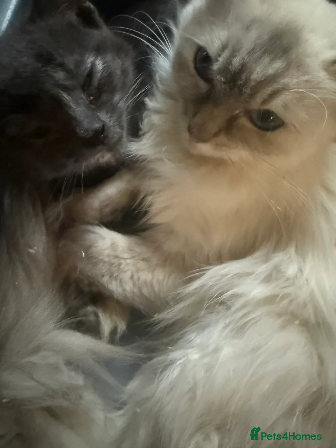 Ragdoll cats for sale: Ragdoll x 1/2 raggie bsh white 8 wks ready now - Advert 2