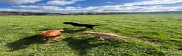 Cocker Spaniel dogs for sale: beautiful cocker spanial for sale  - Advert 2