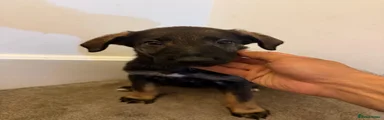 Molly