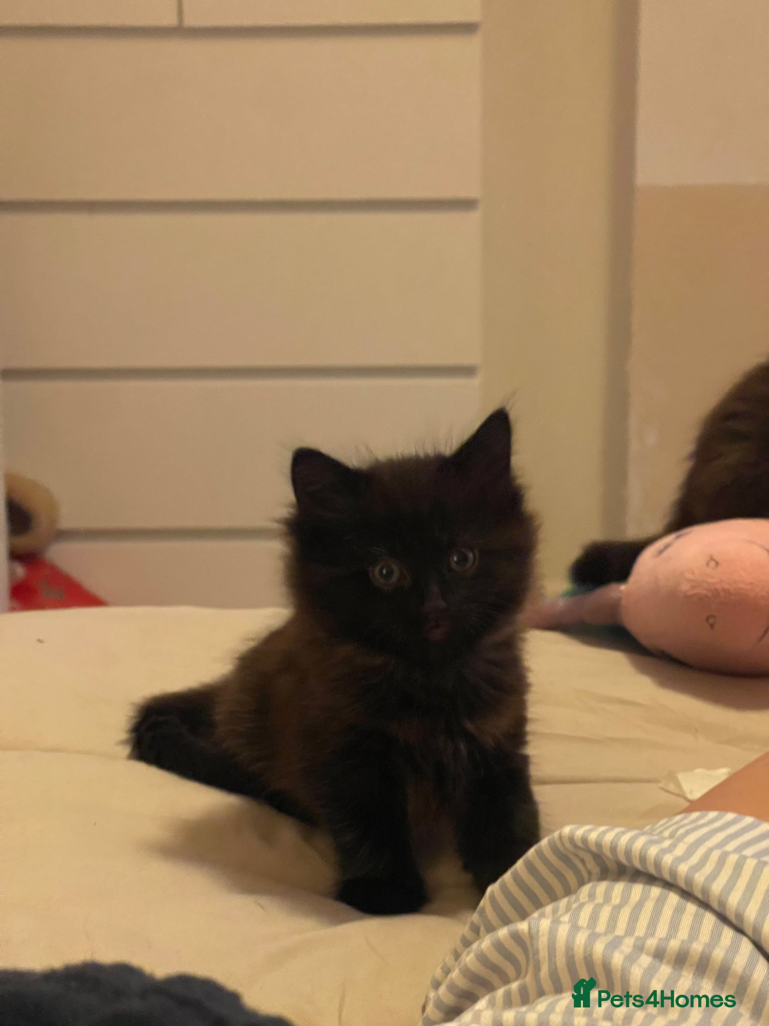 Mixed Breed cats 2 gorgeous long haired kittens - Advert 2