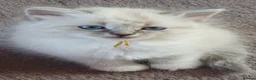Siberian cats for sale: Soft and fluffy Siberian Neva Masquerade Kittens - Advert 7