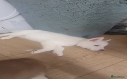 Siberian Husky dogs for sale: Husky puppies for sale 9 weeks old  - Image 1