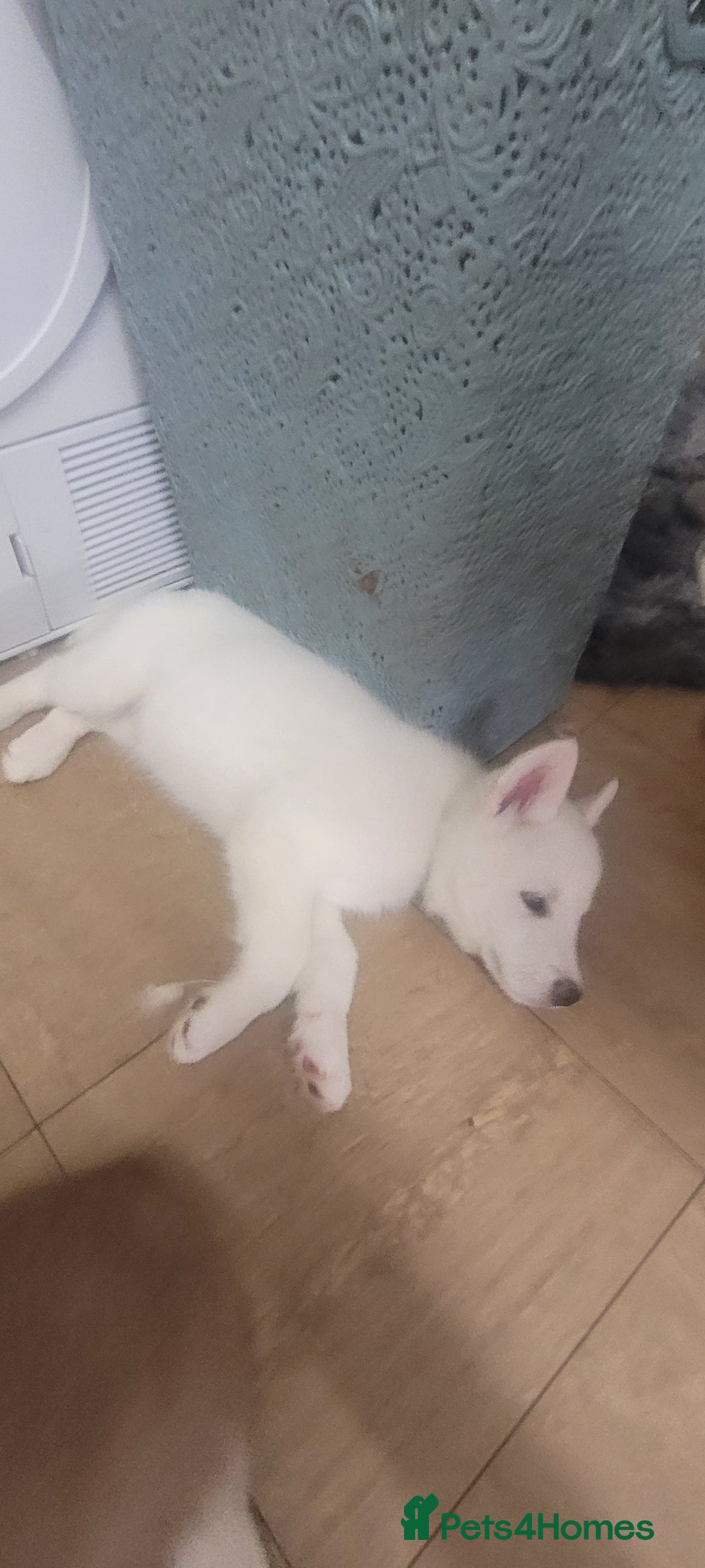 Siberian Husky dogs for sale: Husky puppies for sale 9 weeks old  - Image 1