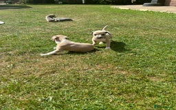 Italian Greyhound dogs for sale: Italian greyhound puppy’s  - Image 13