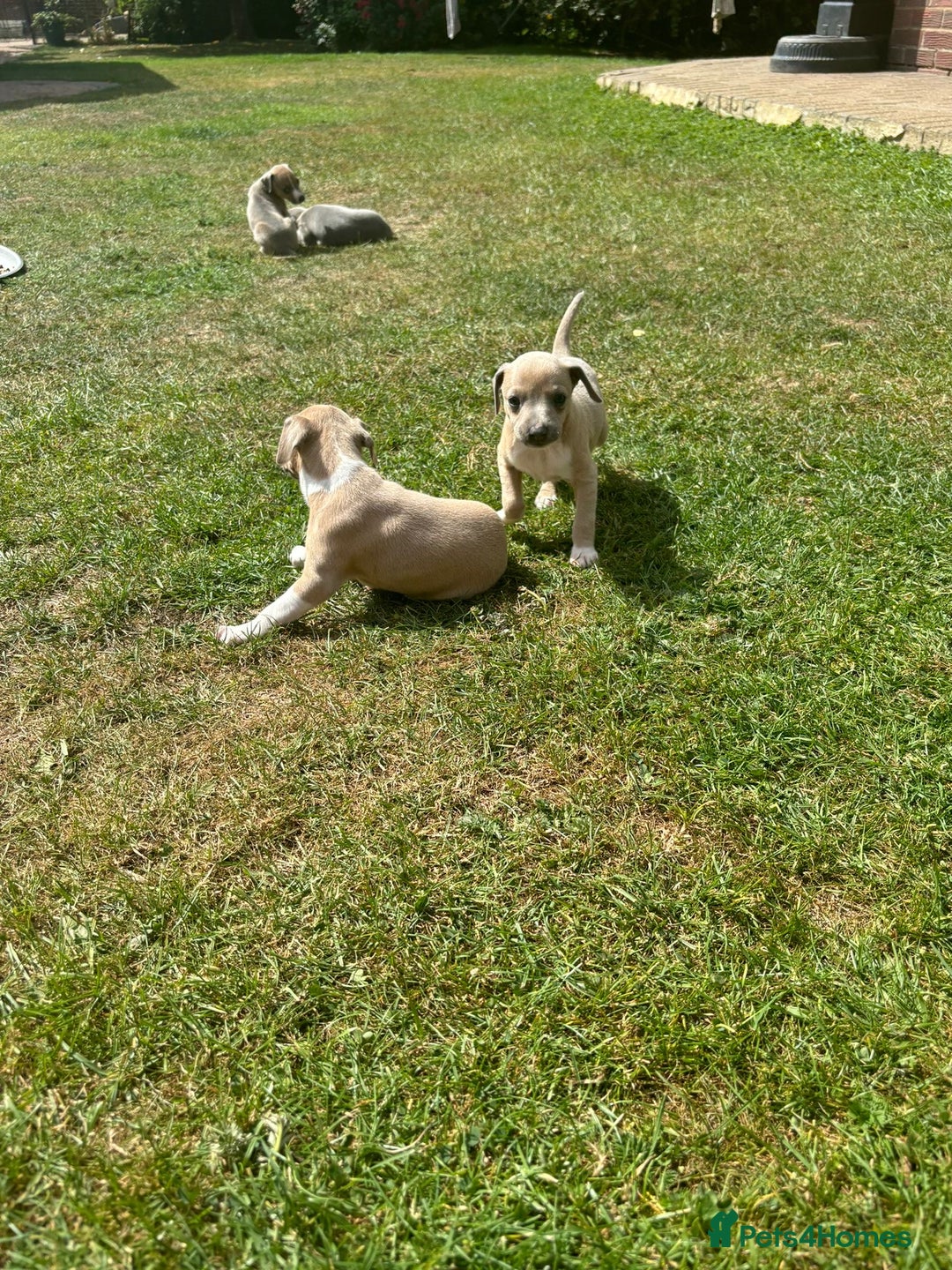 Italian Greyhound dogs for sale: Italian greyhound puppy’s  - Image 13