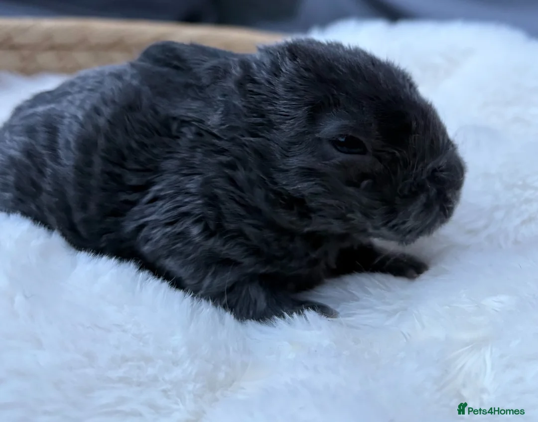Mixed Breed rabbits for sale: Hand reared baby bunnies - Advert 10