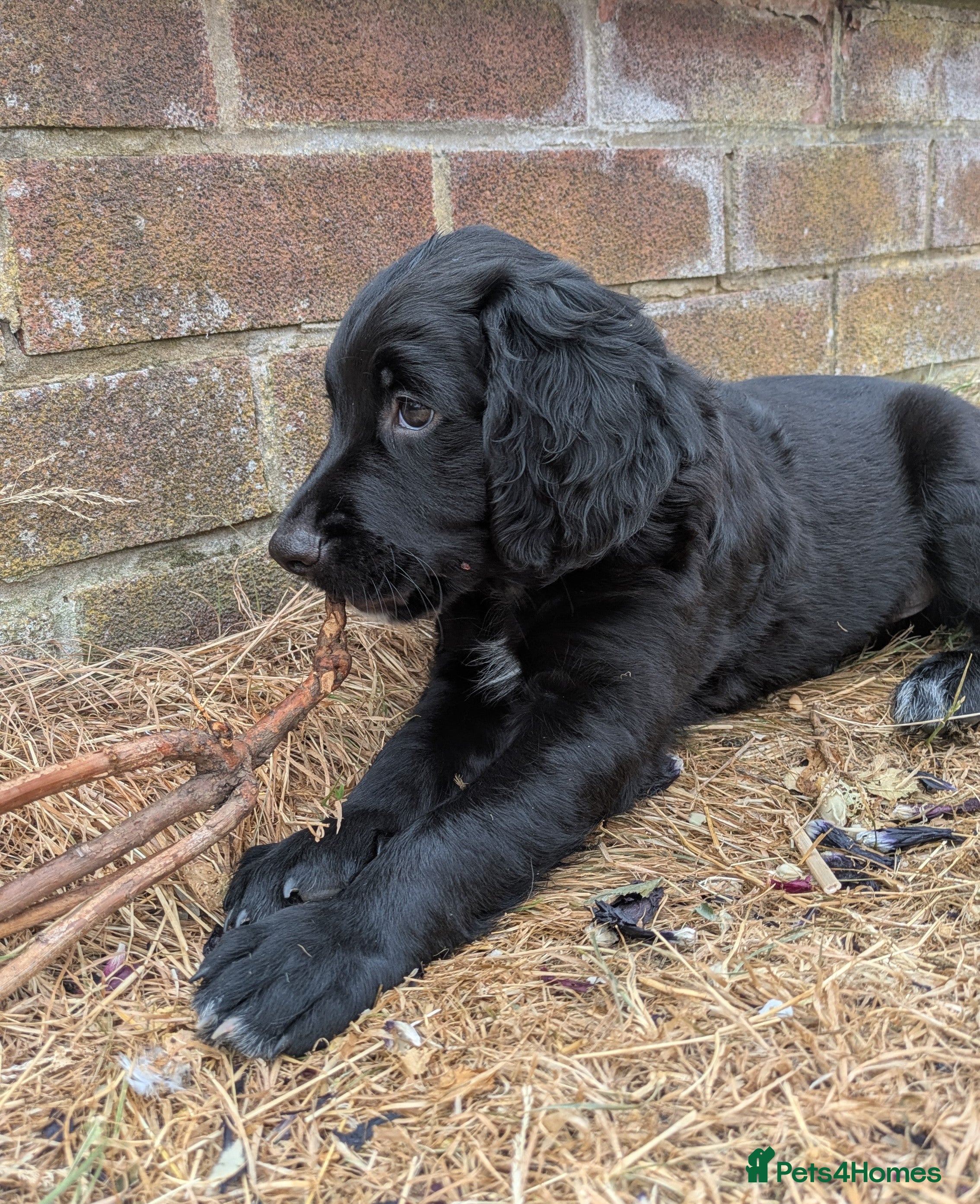 Sprocker dogs Sprocker puppies READY NOW - Advert 8