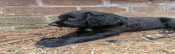 Sprocker dogs for sale: Sprocker puppies READY NOW - Advert 1