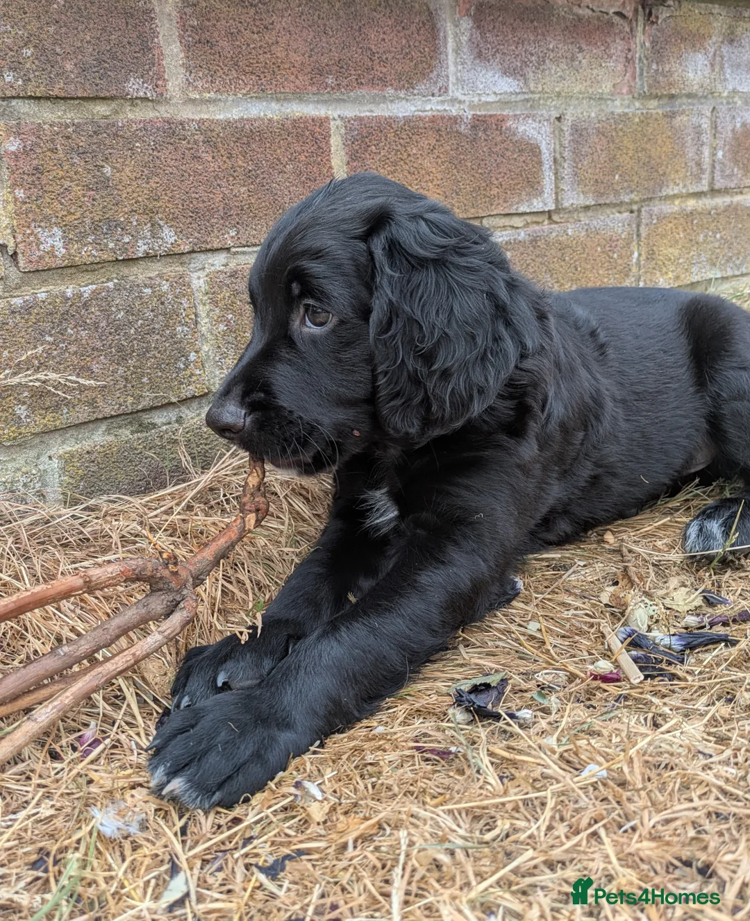 Sprocker dogs for sale: Sprocker puppies READY NOW - Advert 1