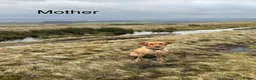 Labrador Retriever dogs for sale:  🐾❤️ KC Registered Fox Red Labrador Puppies 🐶✨ in Blackburn - Advert 2