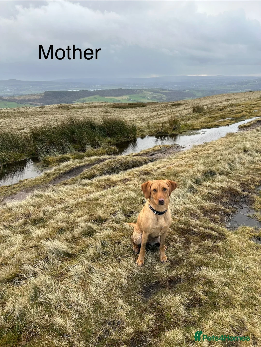 Labrador Retriever dogs for sale:  🐾❤️ KC Registered Fox Red Labrador Puppies 🐶✨ in Blackburn - Advert 2