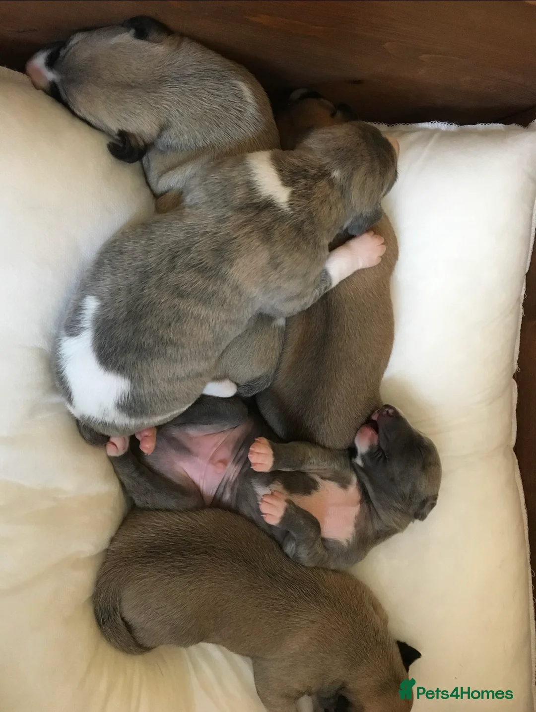 Whippet dogs for stud: KC Reg Heart Tested Gorgeous Fawn Whippet at Stud  in Bristol - Advert 14