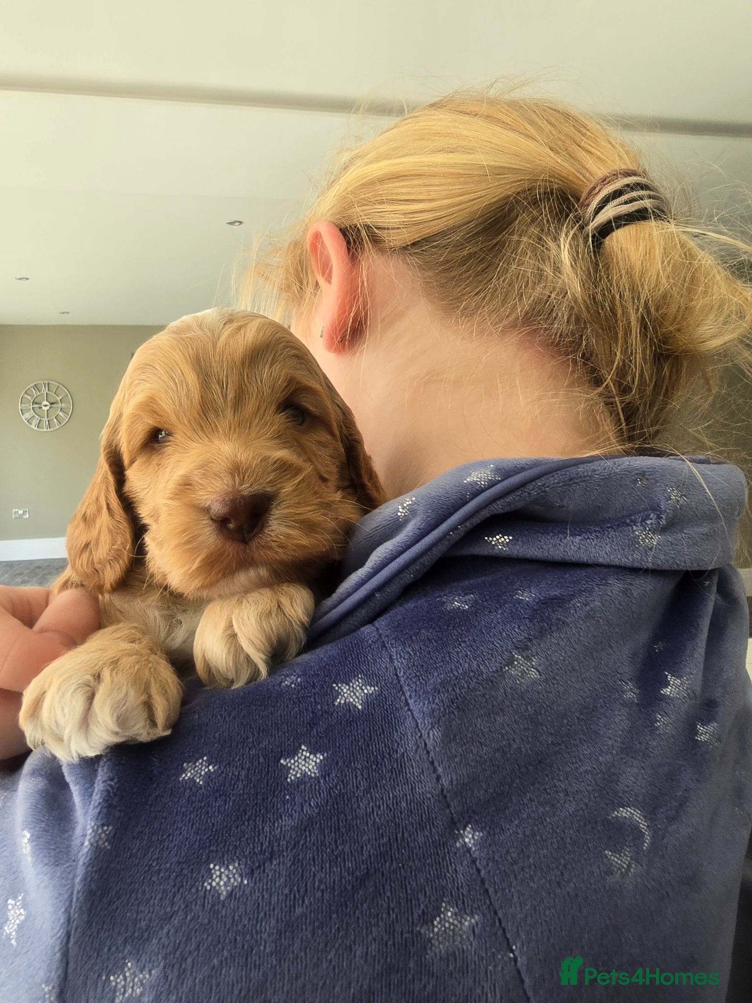 Cockapoo dogs SHOW F1 cockapoos licensed breeder. - Advert 1