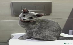 Russian Blue cats for sale: Female Russian blue (Tica registered) in Birmingham - Image 4