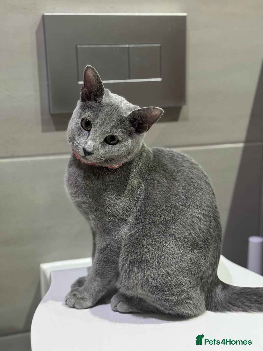 Russian Blue cats for sale: Female Russian blue (Tica registered) in Birmingham - Image 4