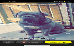 Cane Corso dogs for sale: 2 Year old cane corso - Image 1