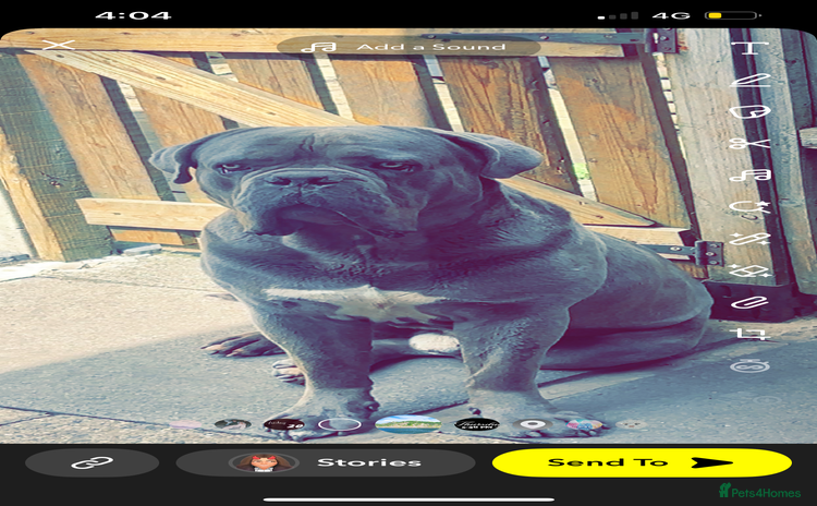 Cane Corso dogs - Advert 1