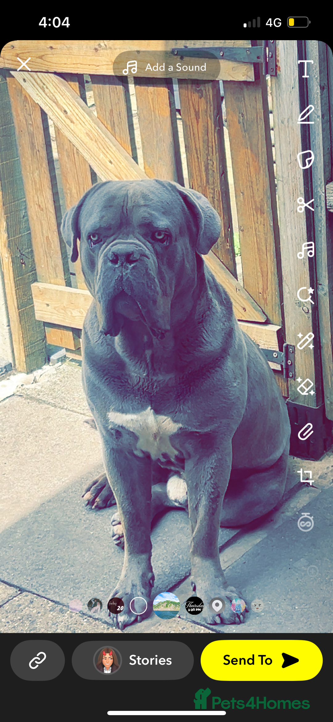 Cane Corso dogs for sale: 2 Year old cane corso - Image 1