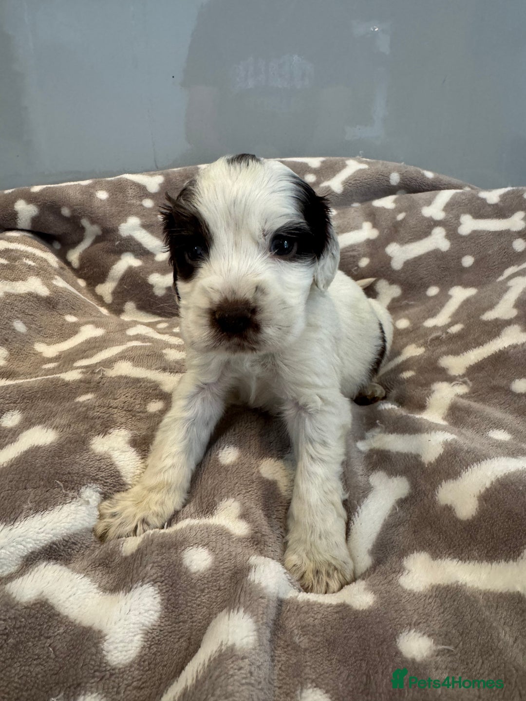 Cocker Spaniel dogs for sale: 😍🐾Show Type Spaniels,KC Reg,Health Tested🐾😍 - Image 4