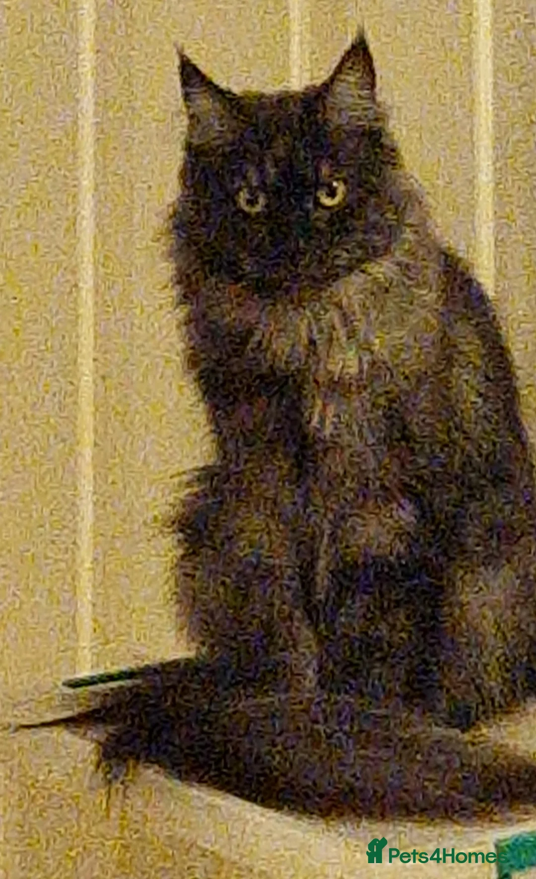 Maine Coon cats for sale: Maine Coon kittens 2 boys 1 girl Silver Tabbies - Advert 3