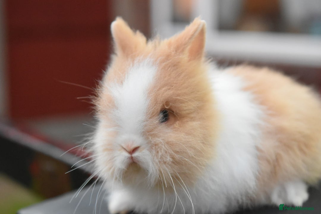 Lionhead rabbits for sale: Baby Lionhead Male Looking For New Home - Image 8