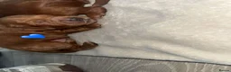 Cockapoo dogs for sale: F1B miniature cockapoos in Peterlee - Advert 4