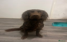 Cocker Spaniel dogs for sale: 14 month old spaniel  - Image 3