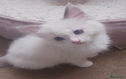 Ragdoll cats for sale: CUTE RAGDOLL KITTENS  - Image 9