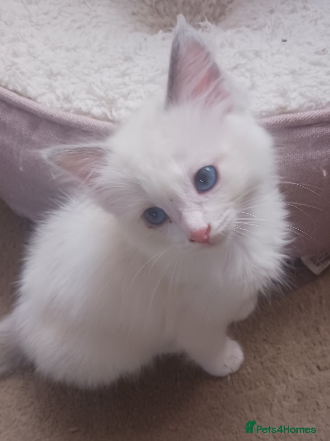 Ragdoll cats for sale: CUTE RAGDOLL KITTENS  - Image 9
