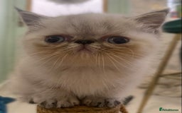 Exotic cats for sale: Outstanding exotic kittens  - Image 25