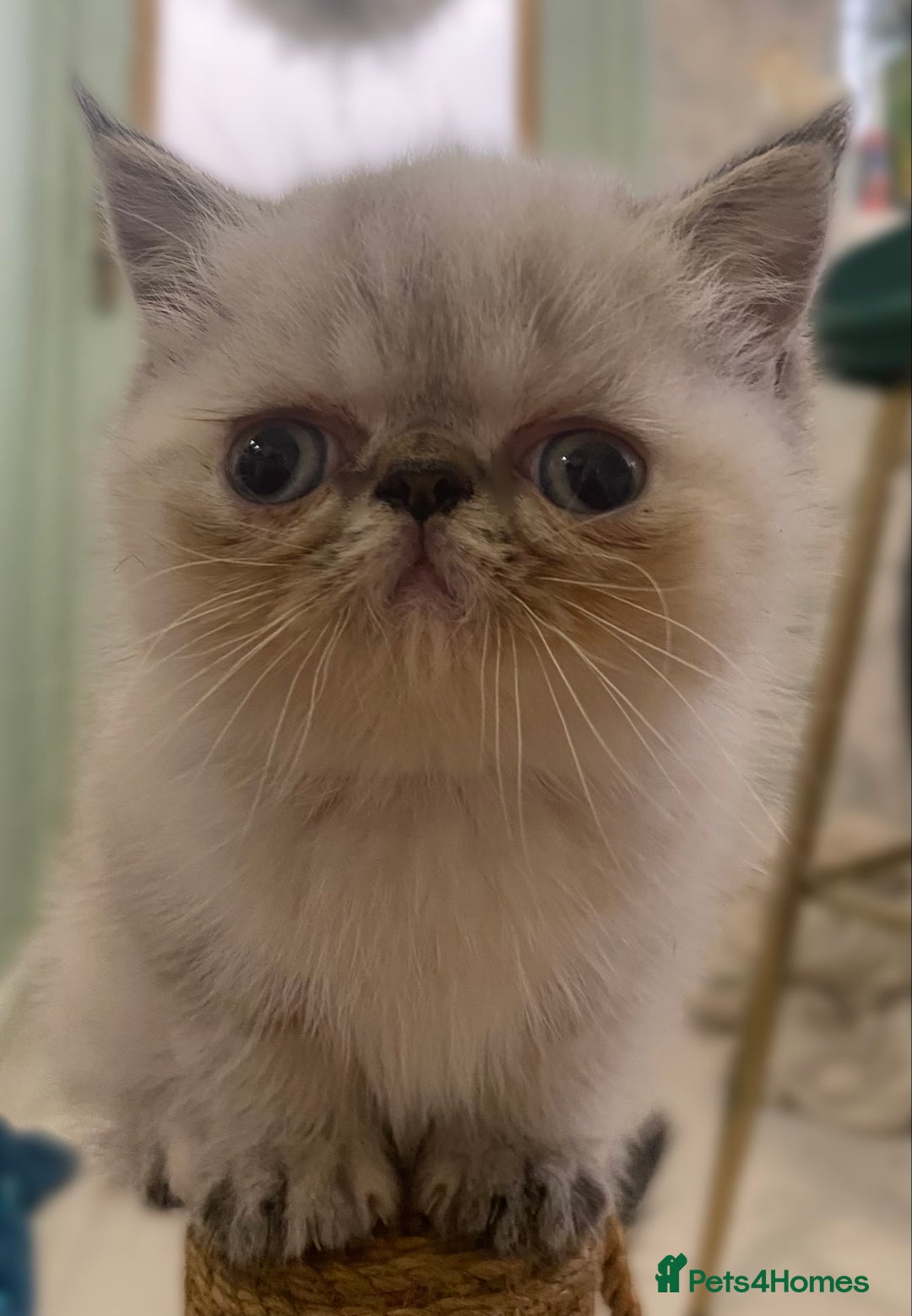 Exotic cats for sale: Outstanding exotic kittens  - Image 25