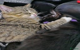 Mixed Breed cats for sale: 2 x Kittens ** urgently need rehoming**  - Image 1
