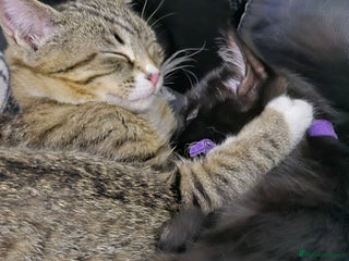 Mixed Breed cats - Advert 26